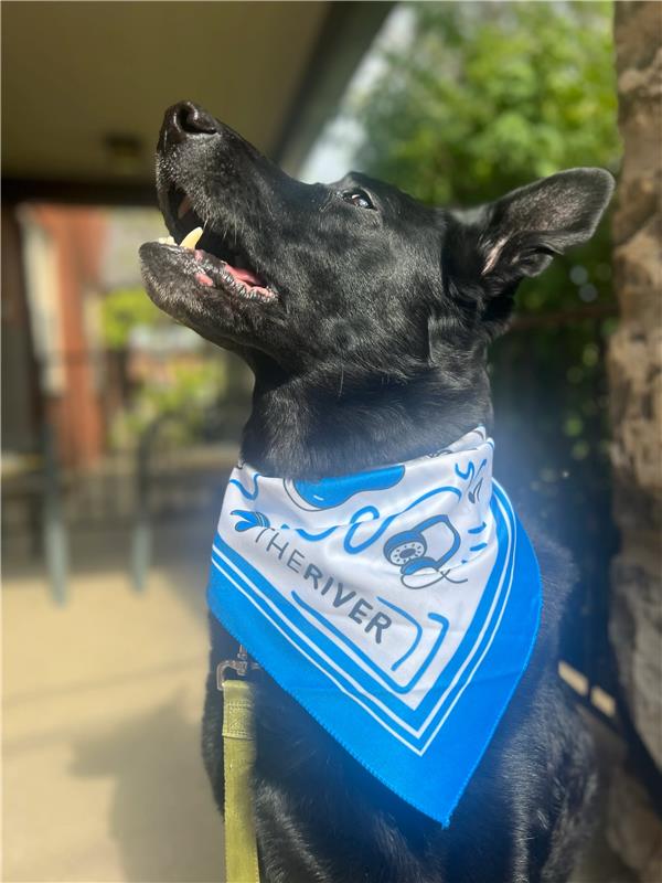 River Doodle Bandana
